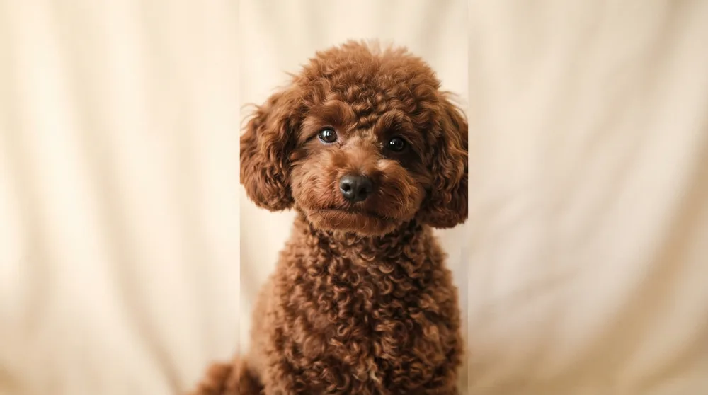 Toy Poodle puppy, Poodle vs Cockapoo